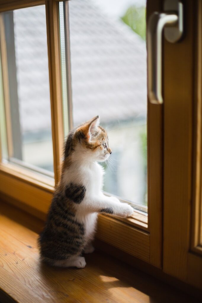 young, boy, cat